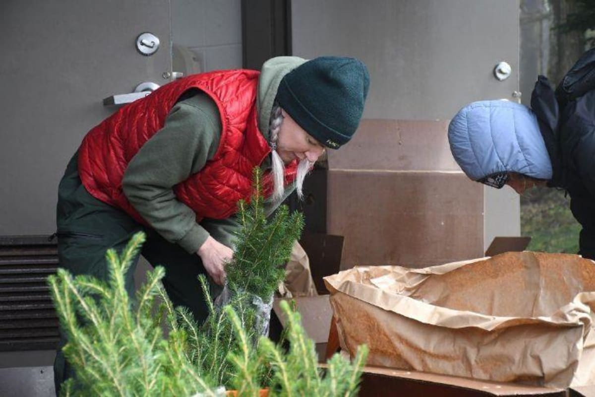4,000 Red Spruce Trees Return Home to Roan Mountain - Image 2