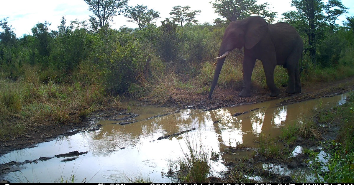 Lions and Elephants Return to Zimbabwe Wildlife Corridor - Image 2