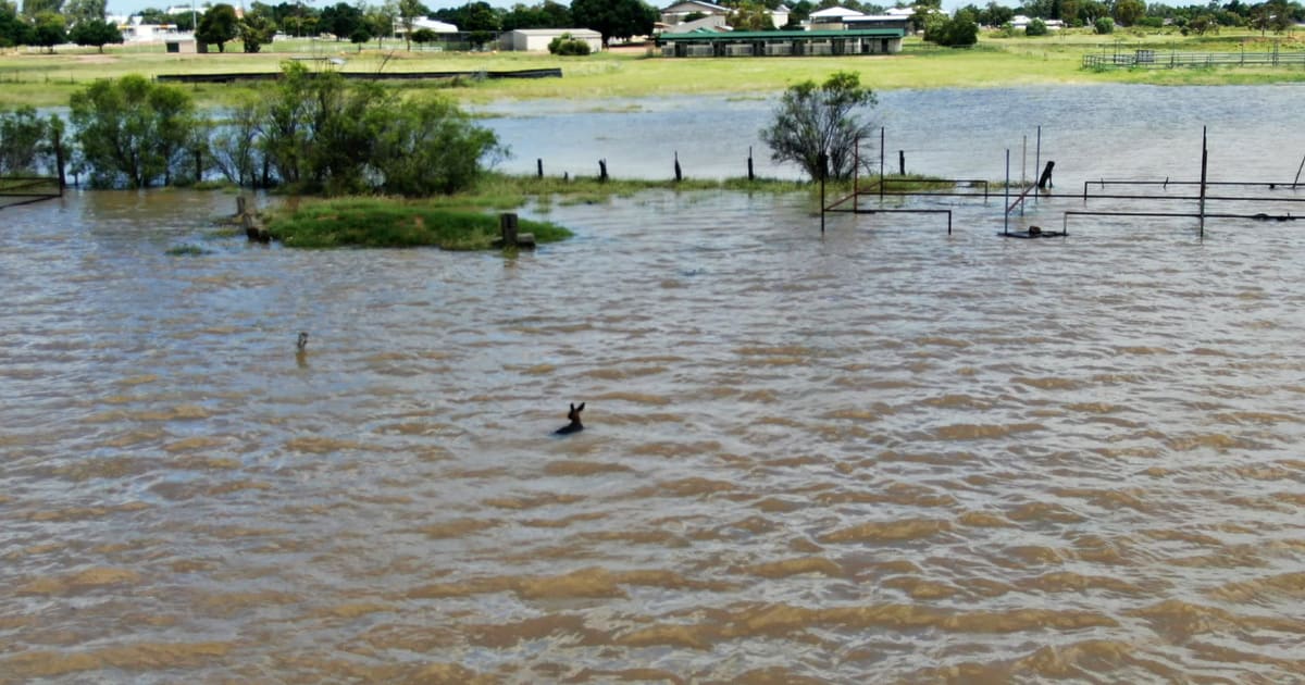 Australians Rescue Thousands of Animals After Cyclone - Image 2