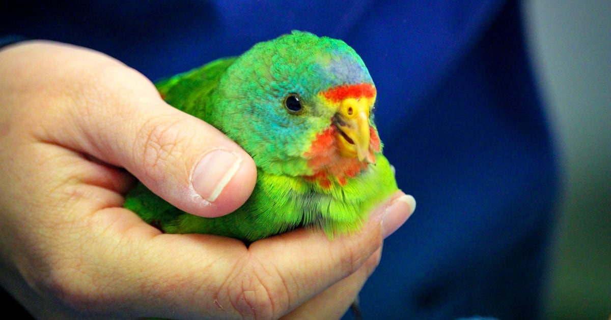 16 Simple Ways You Can Help Save Endangered Species - Image 2