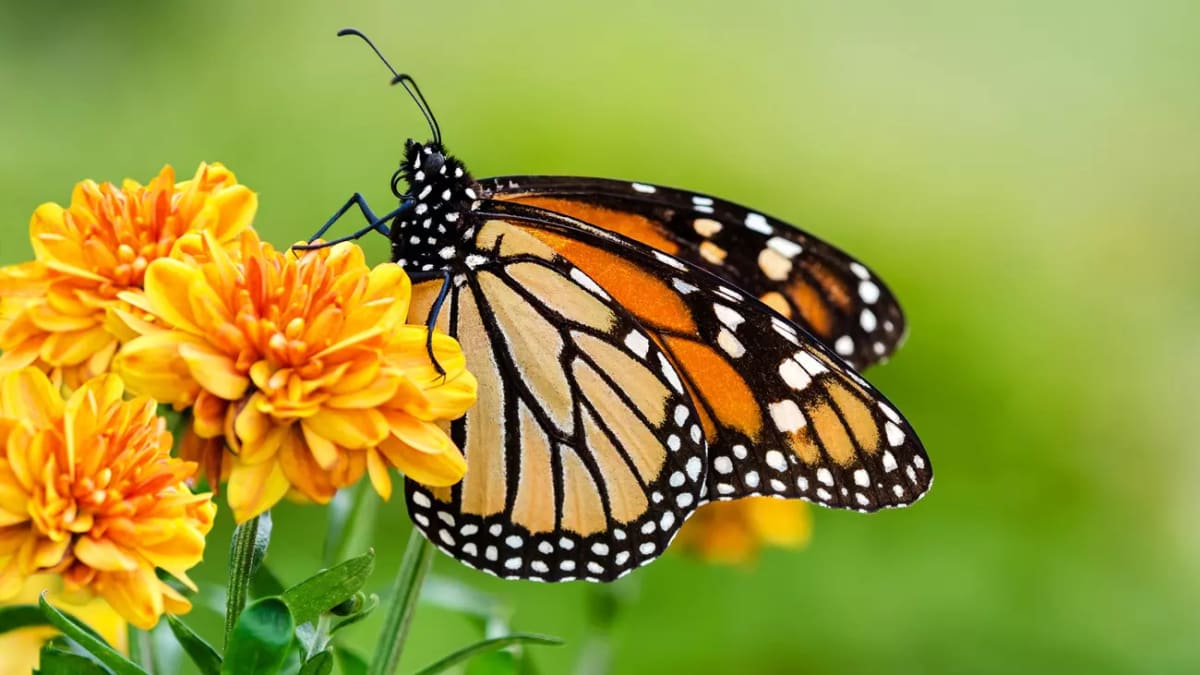16 Simple Ways You Can Help Save Endangered Species - Image 5