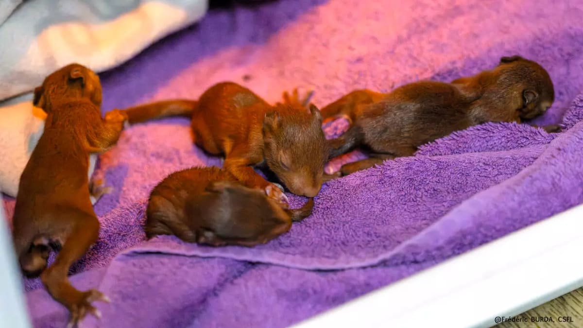 France's Wildlife Rescuers Save Burned Deer and Fawns - Image 5