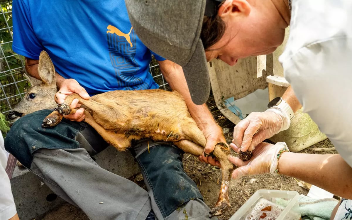 France's Wildlife Rescuers Save Burned Deer and Fawns - Image 3