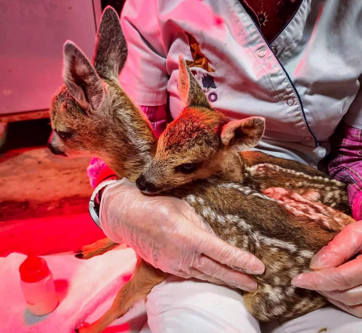 France's Wildlife Rescuers Save Burned Deer and Fawns - Image 4