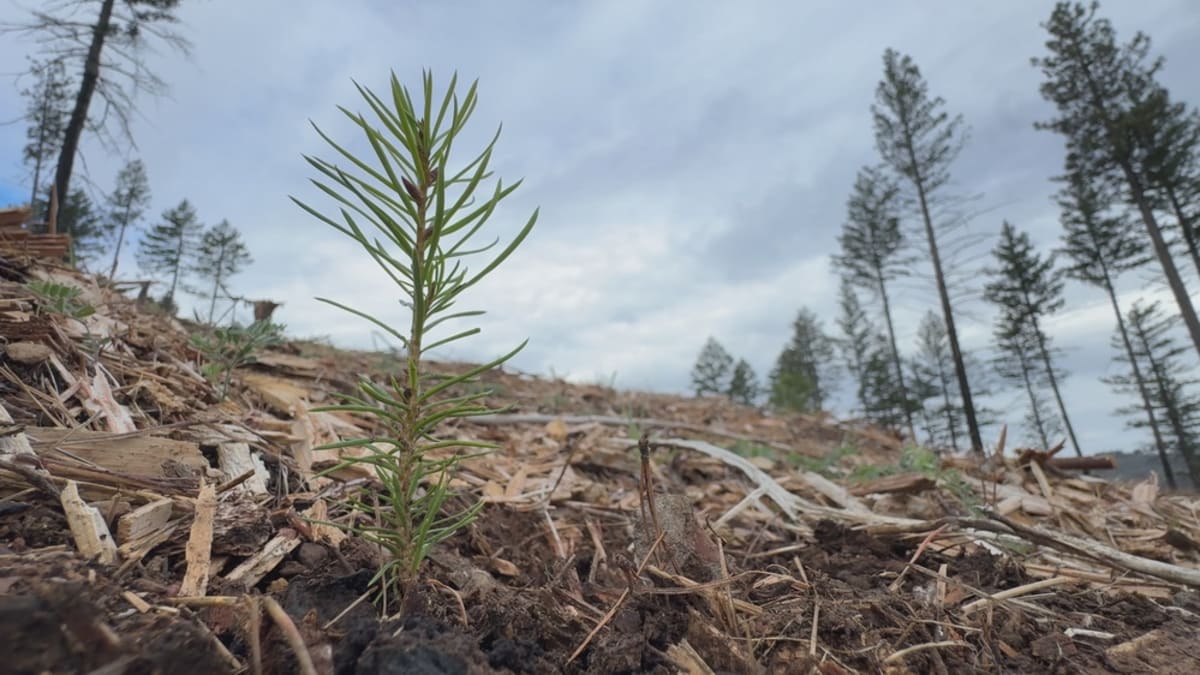 71,000 Trees Planted in 8 Days to Restore California Forest