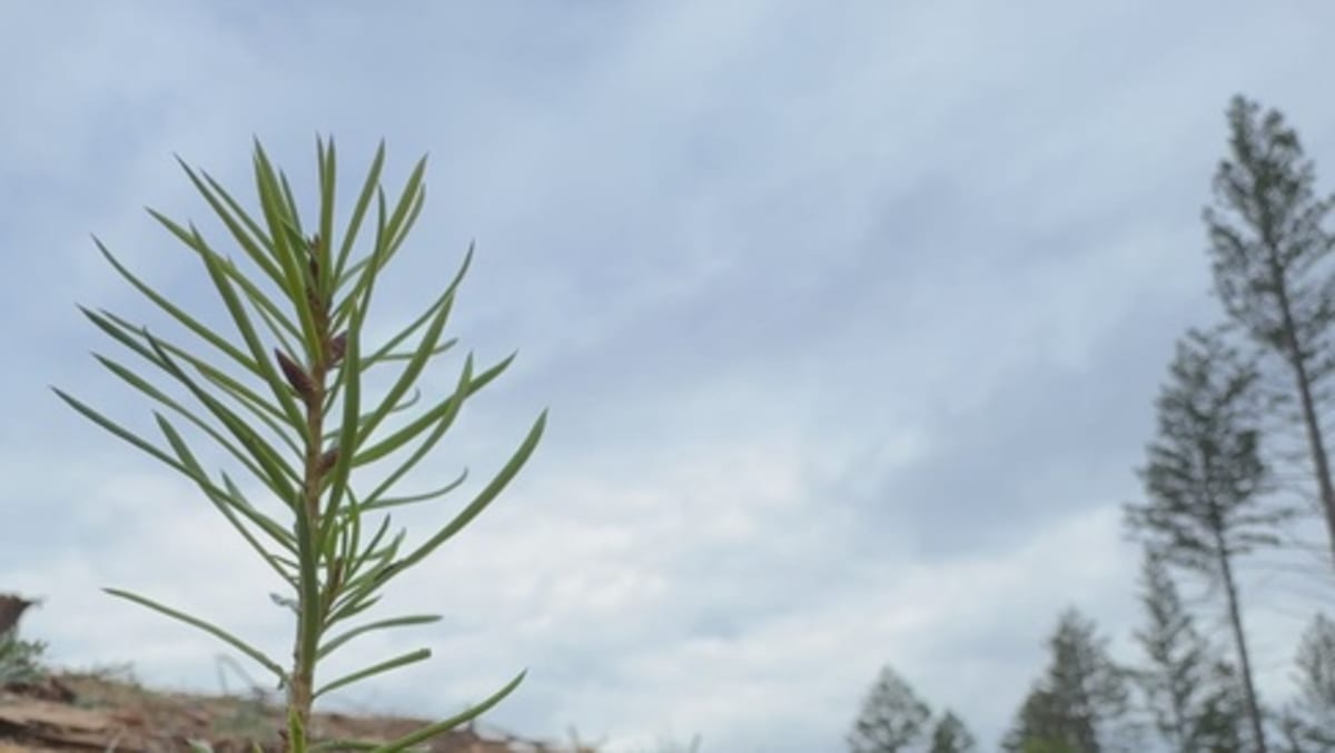 71,000 Trees Planted in 8 Days to Restore California Forest - Image 2