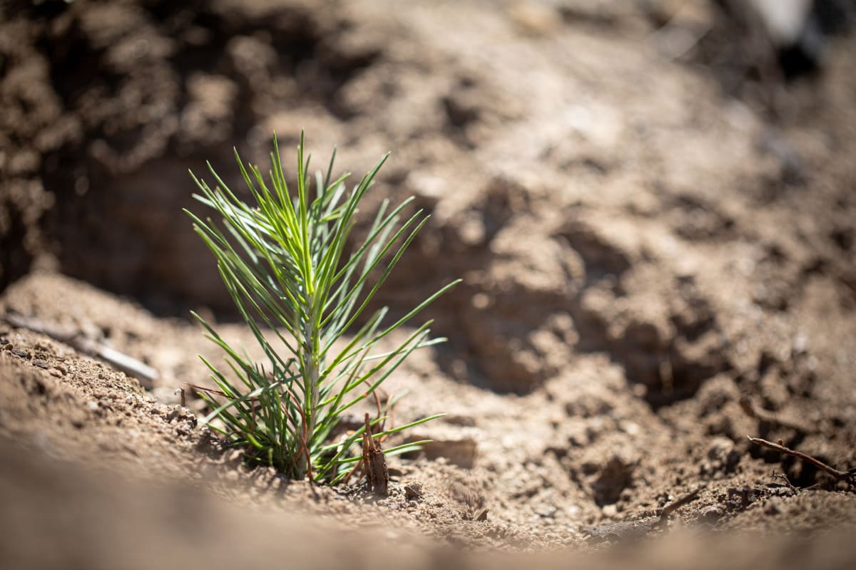 250,000 Trees Planted in California Fire-Scarred Forest - Image 2
