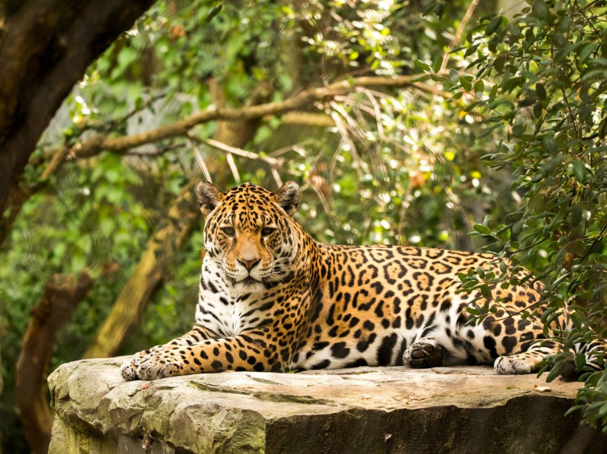 Jaguars Return to Argentina After Near Extinction - Image 2