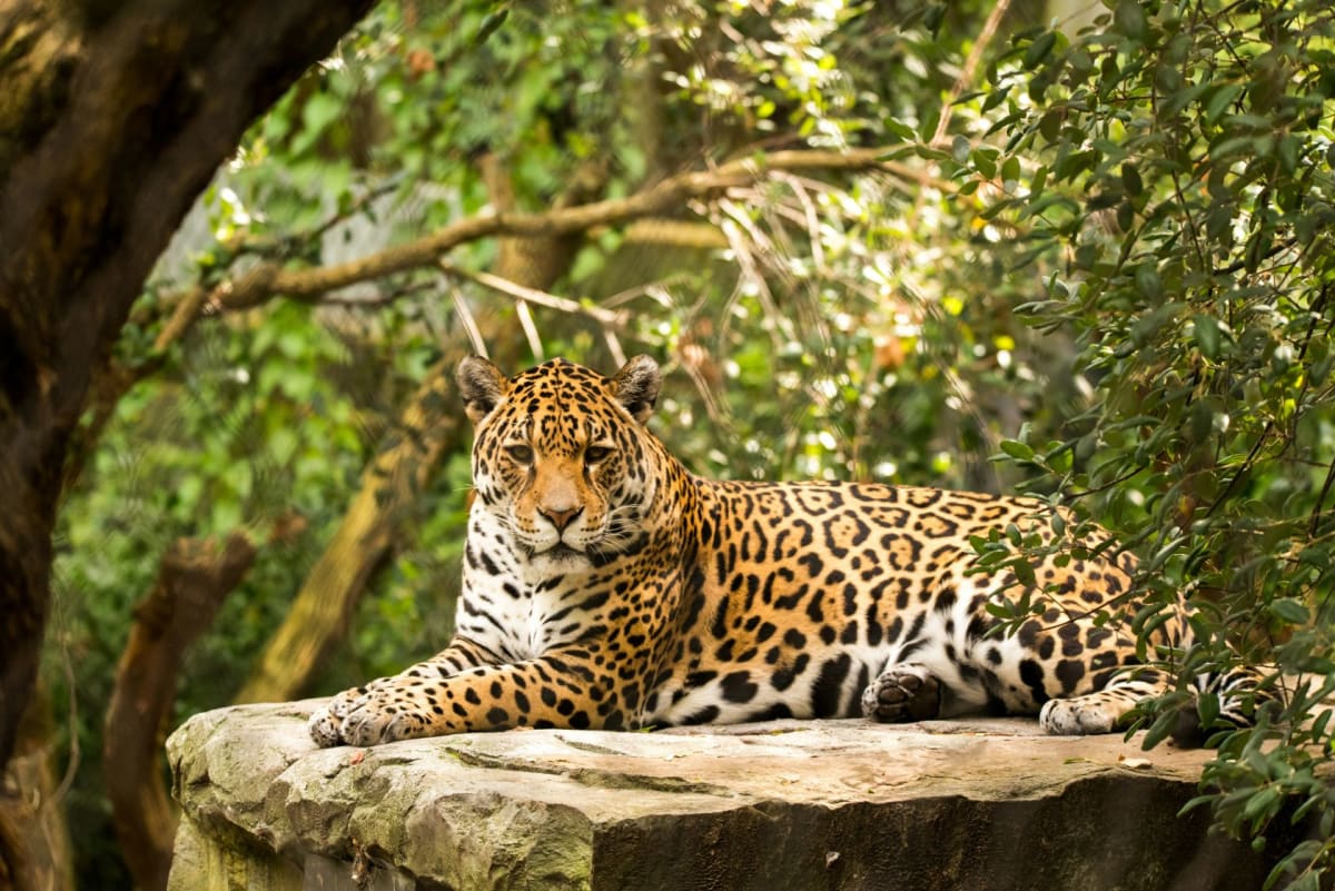 Jaguar walking through lush wetland habitat in Argentina's Iberá National Park
