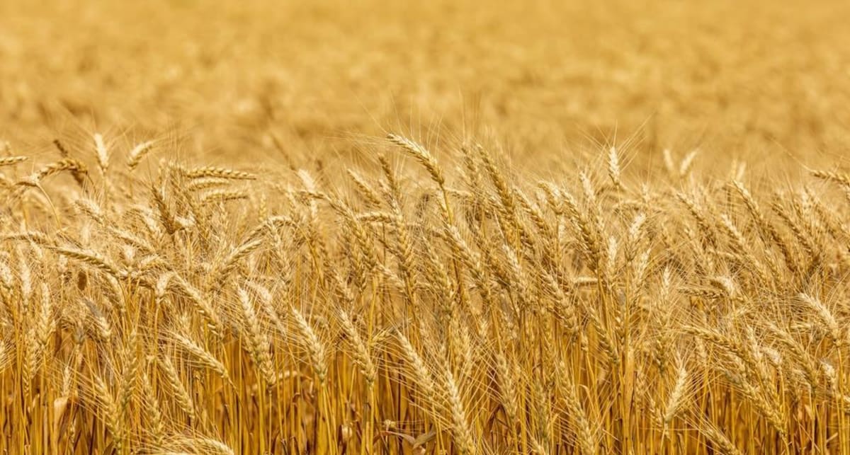 ** Scientist analyzing wheat crops with digital technology overlay showing data predictions and genomic patterns