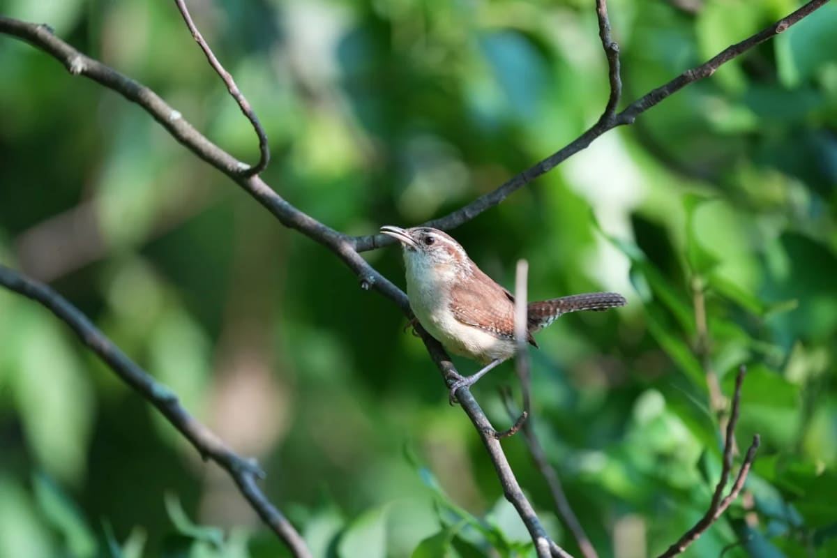 Two empty chairs beside each other in a peaceful church garden with spring flowers blooming