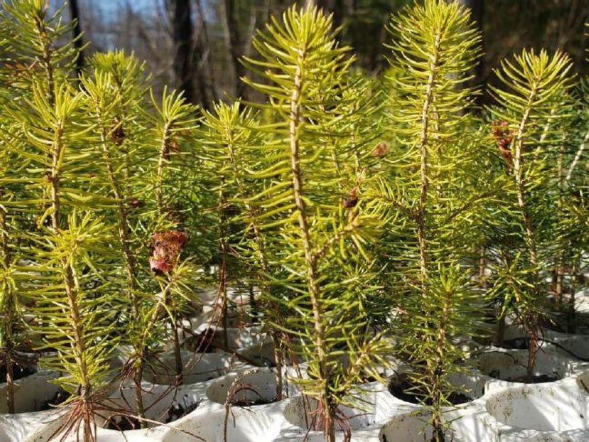 New York Commits $46M to Plant Trees and Boost Forests - Image 2