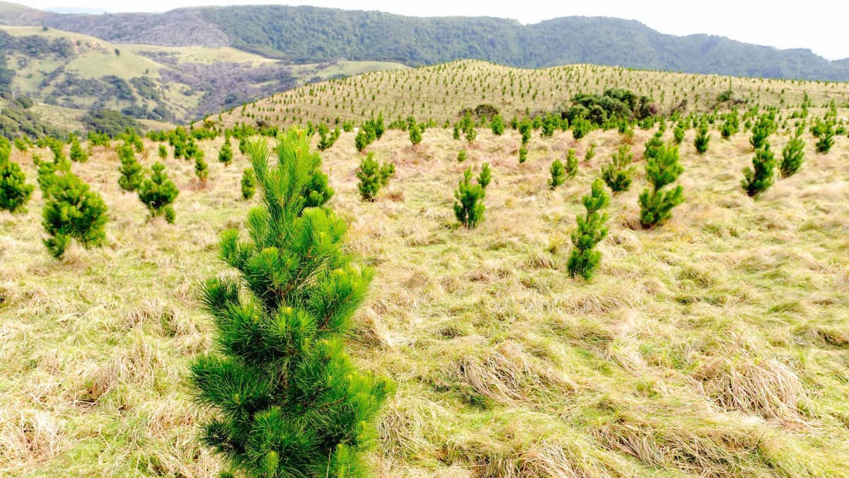 Pine forest in New Zealand representing carbon offset debate in landmark climate court case