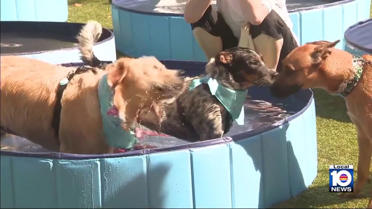 Coral Gables Hosts World Record Dog Pool Party - Image 2