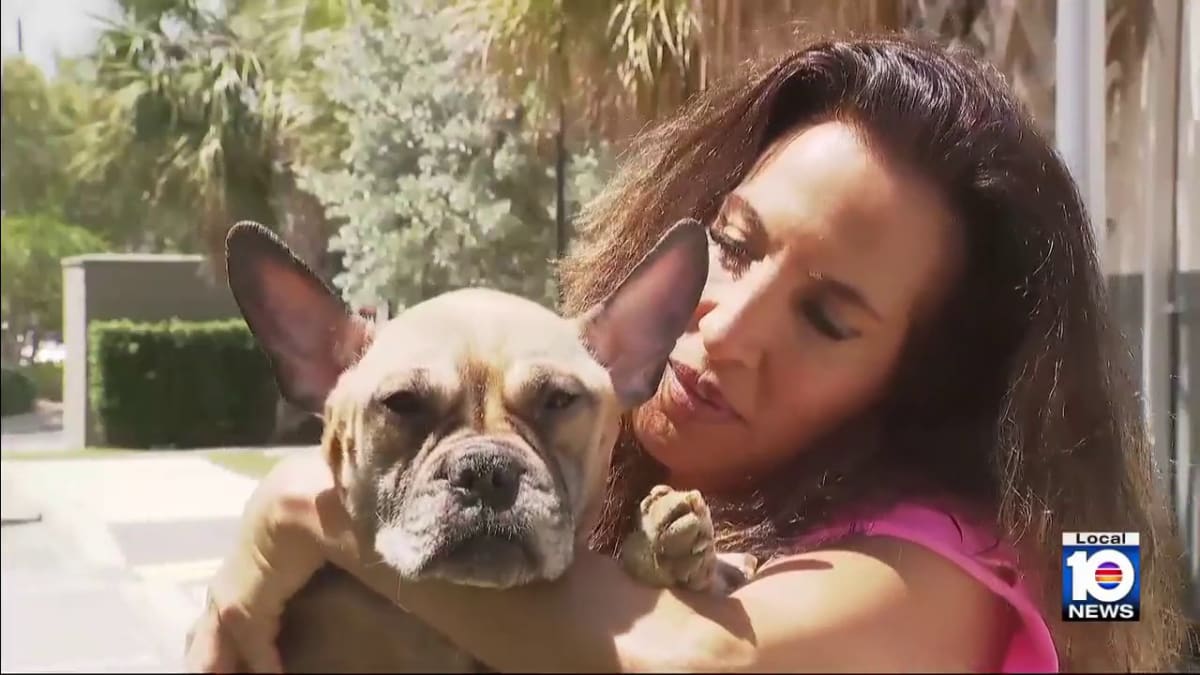 Malnourished French Bulldog "Miracle" Walks Again in Florida - Image 2
