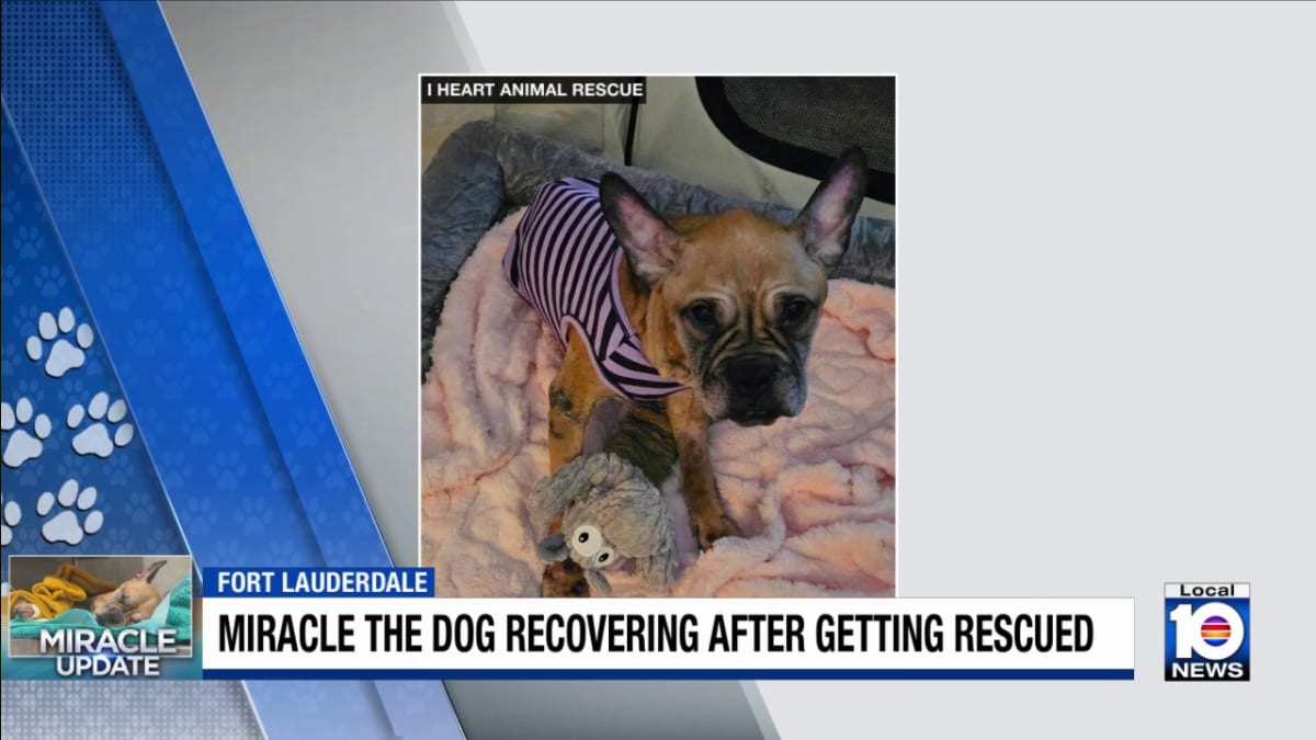 Miracle the Dog Thrives After Fort Lauderdale Rescue - Image 2