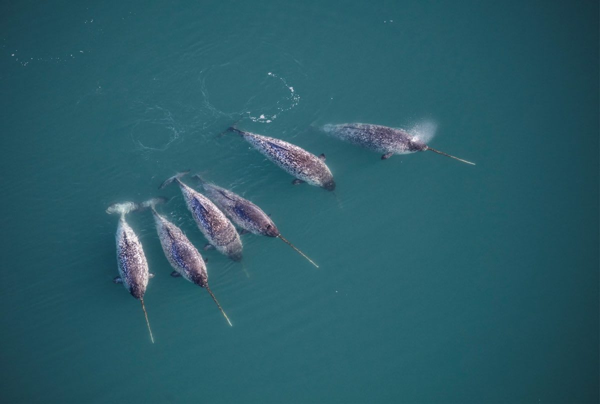 Scientists Crack the Mystery of Narwhal Tusks