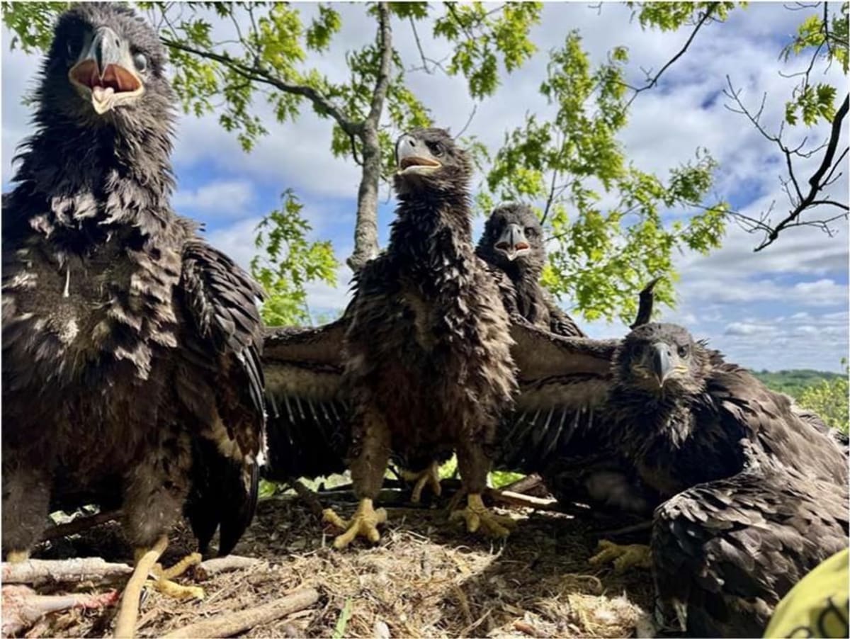Michigan Eagles Make History With 4 Fledgling Chicks