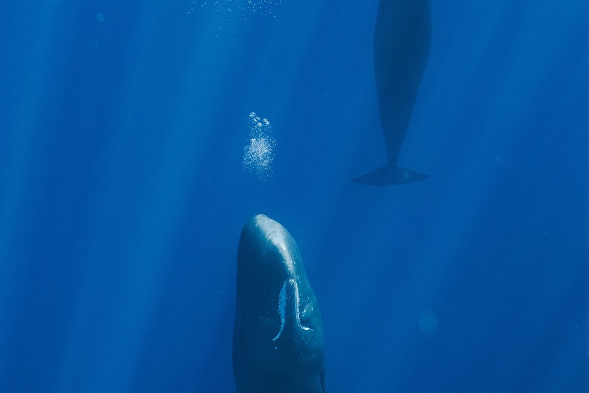 Scientists Solve Mystery of How Sperm Whales Sleep Upright