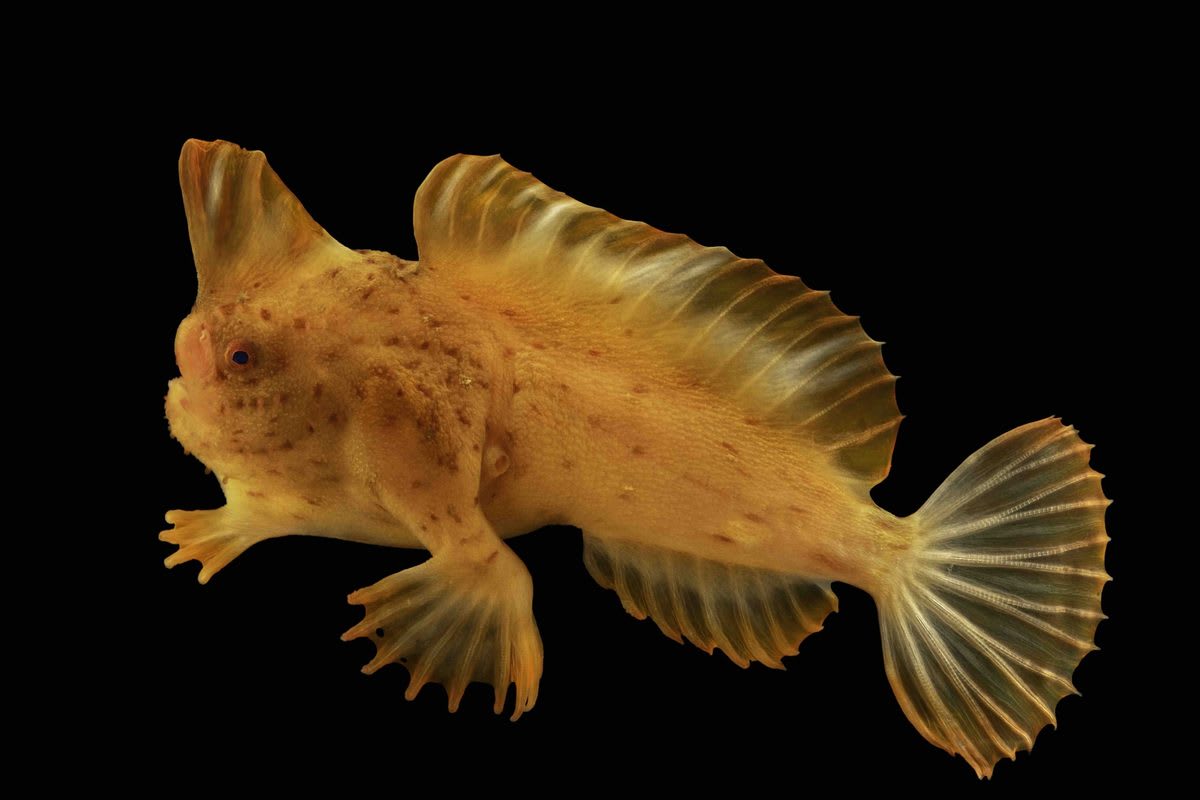 Photographer Captures 18,000th Species: Rare Walking Fish