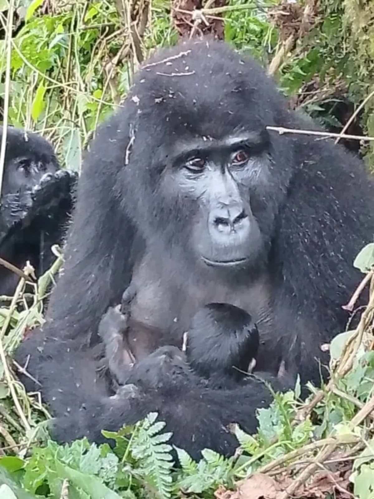 Uganda Celebrates New Mountain Gorilla Birth - Image 3