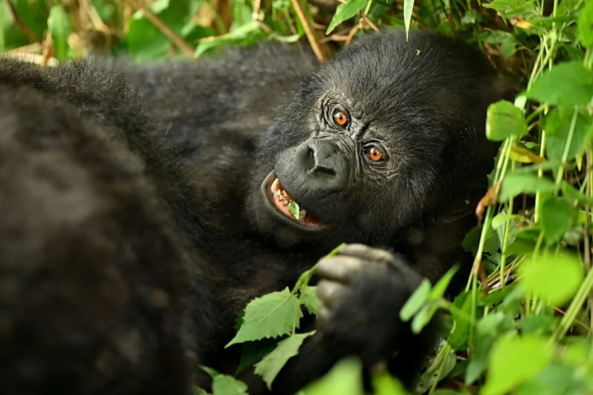 Uganda Celebrates New Mountain Gorilla Birth - Image 2