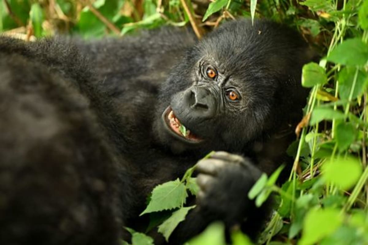 Baby mountain gorilla with family group in lush green forest of Bwindi National Park, Uganda