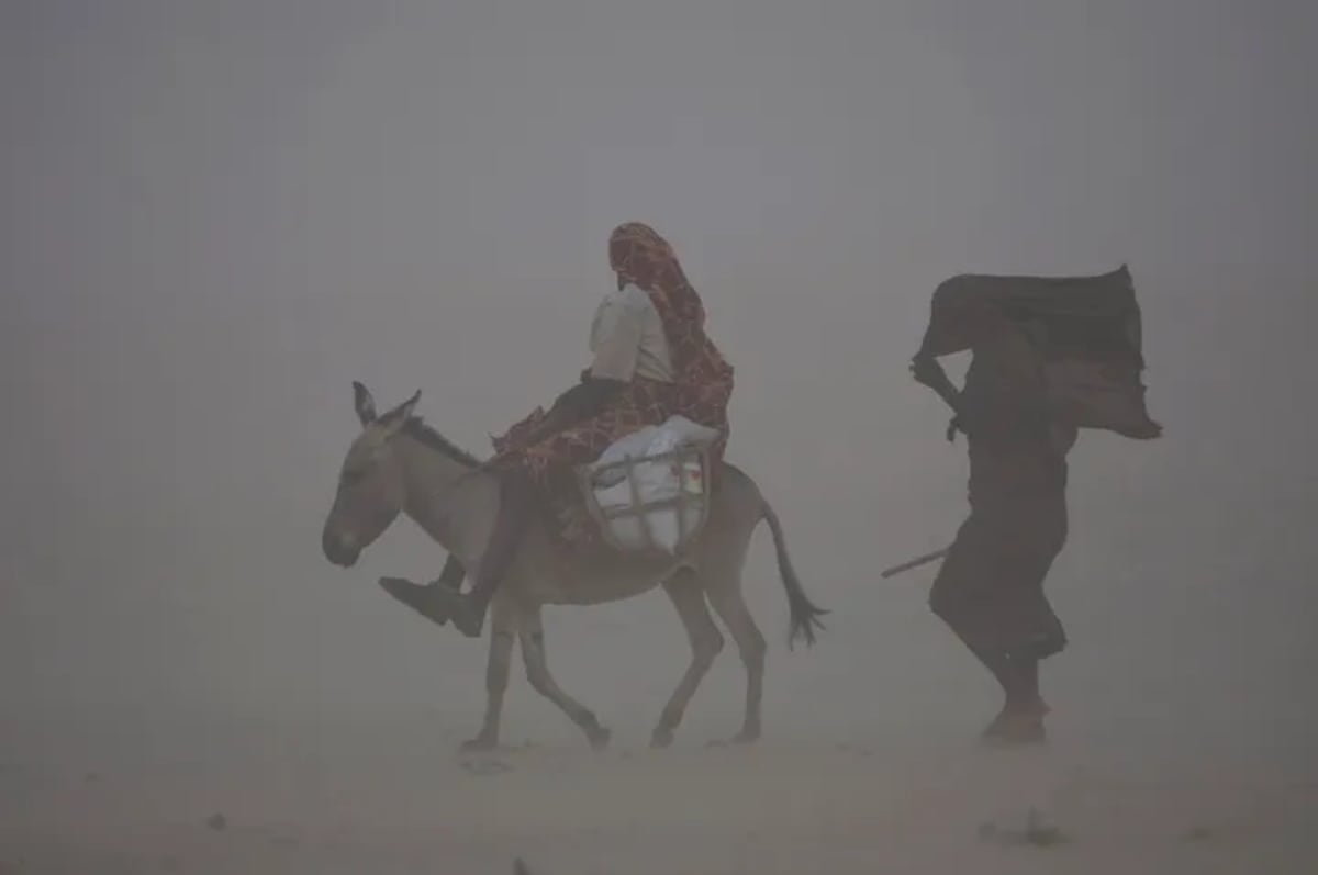 Uganda Celebrates New Mountain Gorilla Birth - Image 4