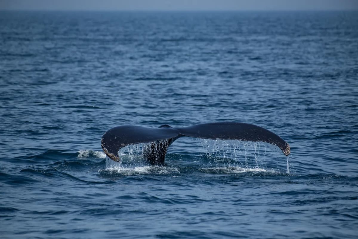 World's Largest Whale Graveyard Found Off Australia - Image 2