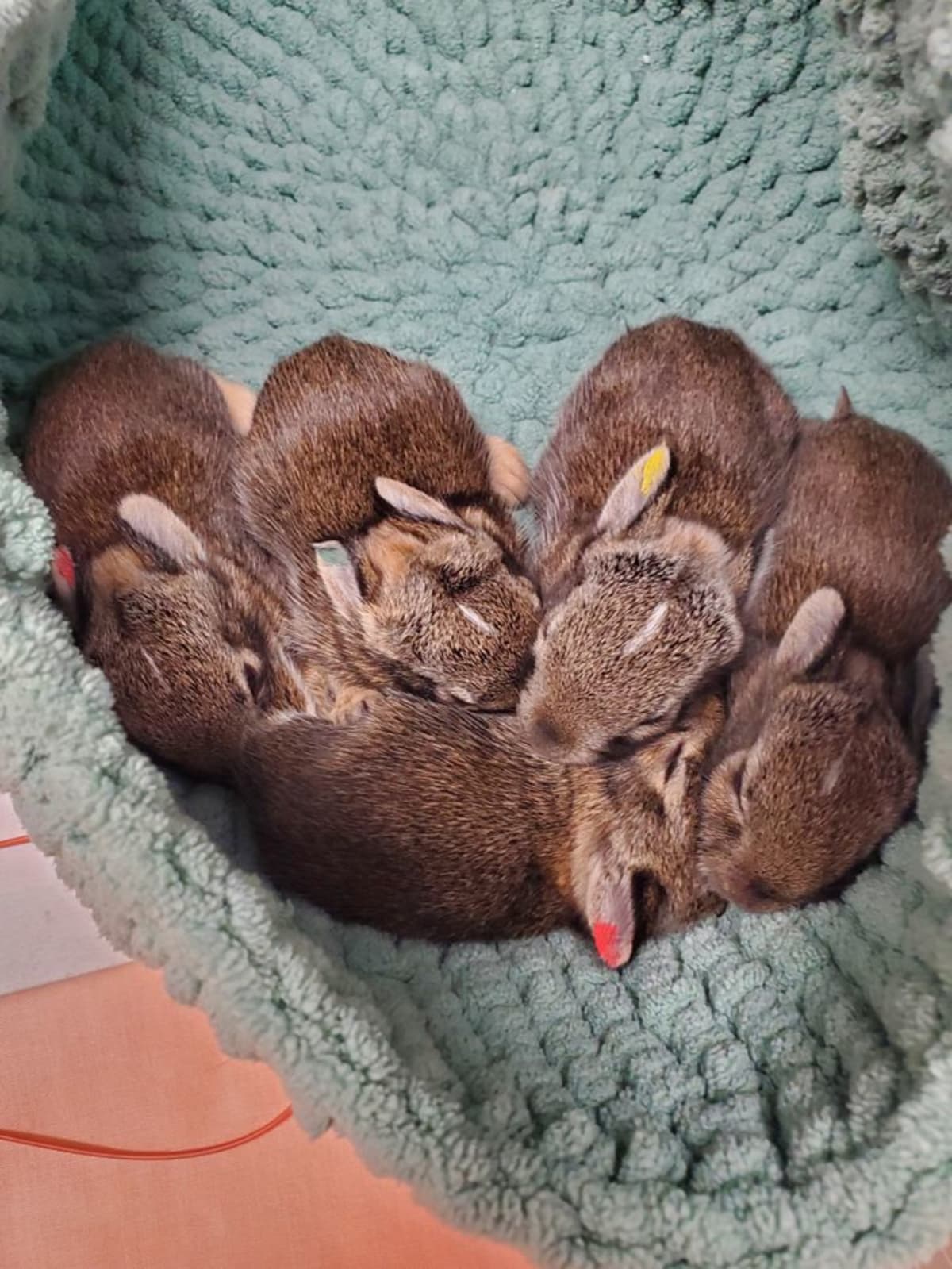 Six Rescued Baby Bunnies Return to Wild After Dog Attack - Image 2