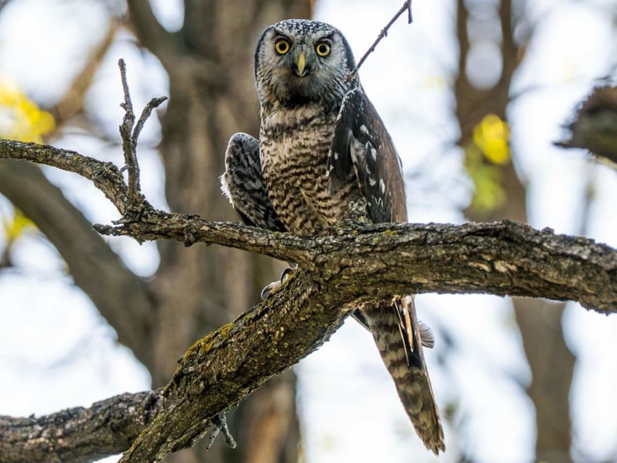 Rare Owl Flies Free After Surviving Severe Wing Fracture - Image 2