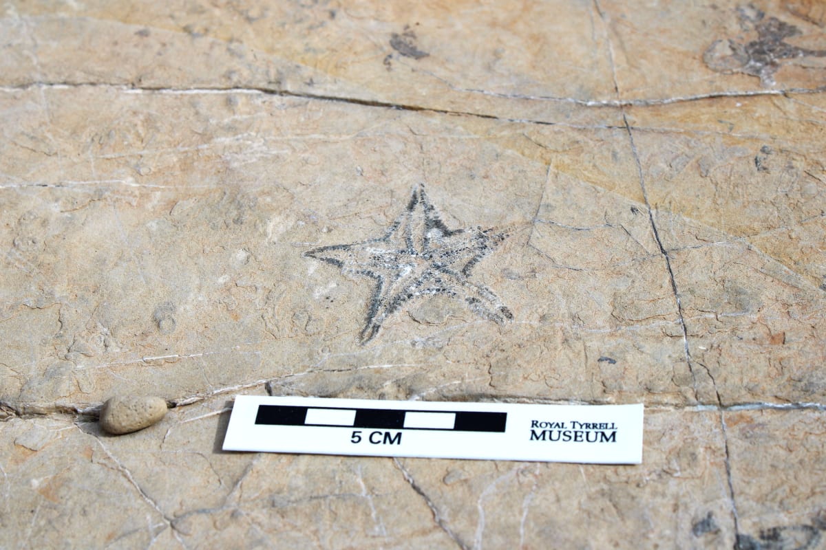 7-Year-Old Finds 400-Million-Year-Old Fossil at Playground - Image 3