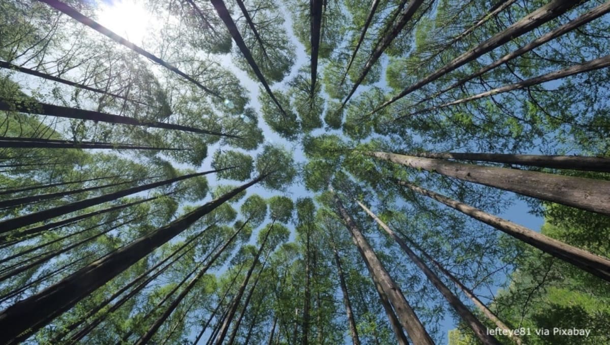 Uzbekistan Plants 1.27M Hectares to Fight Desertification