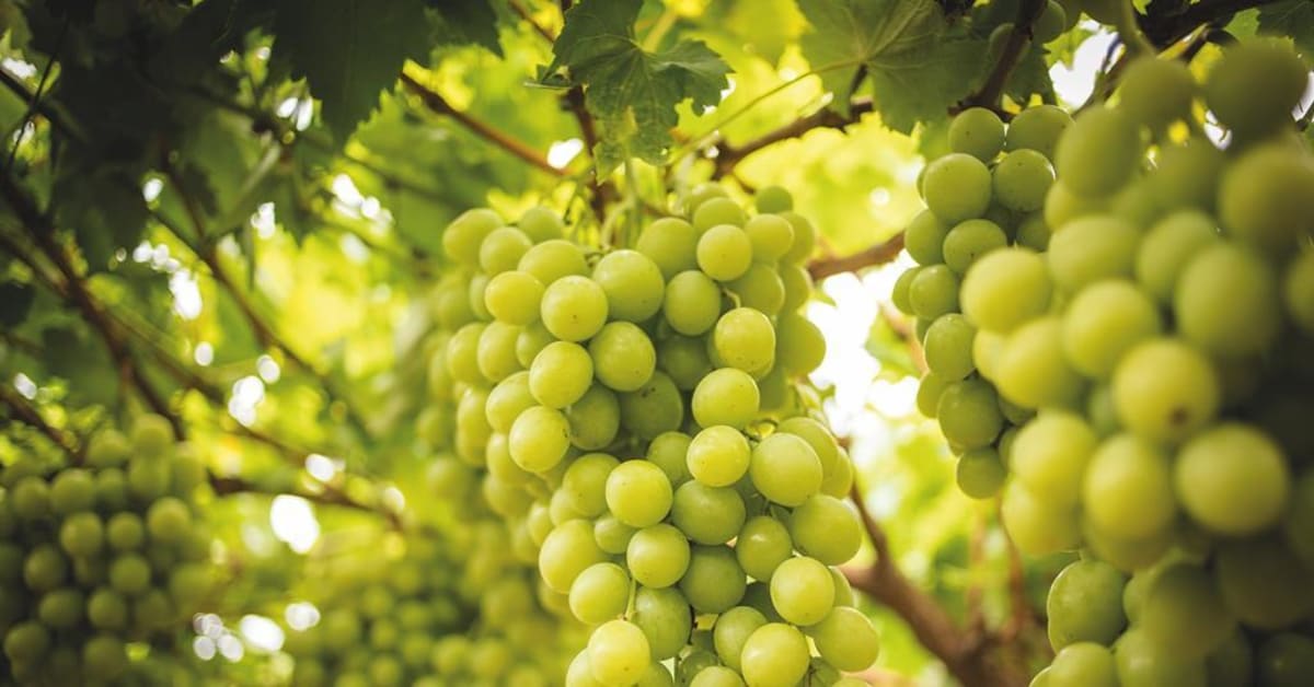South Africa Opens New Grape Trade Route to Philippines