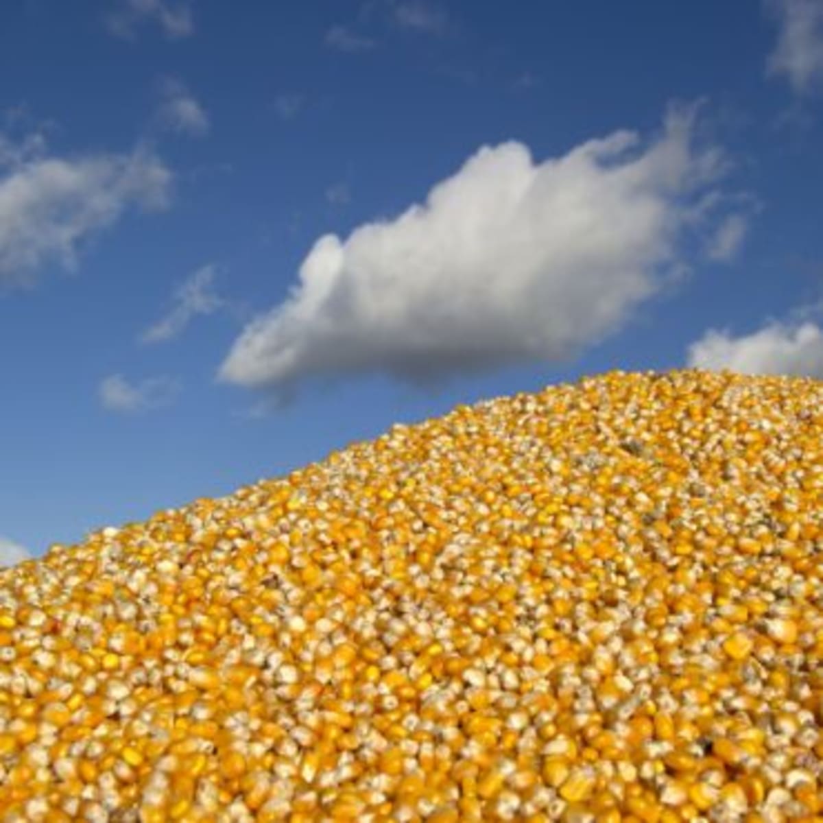 Minnesota Wind Surplus to Power Local Ammonia for Farmers - Image 5