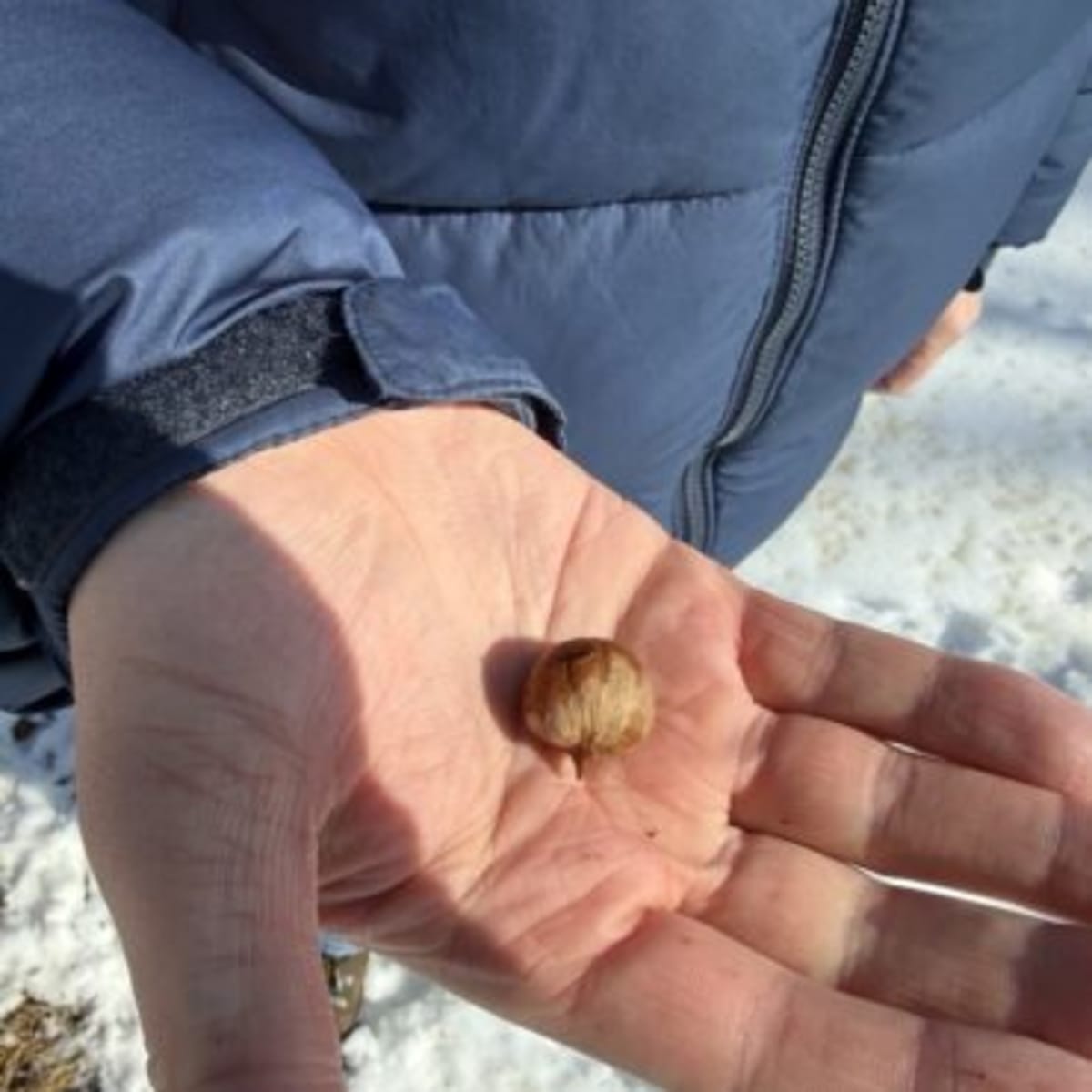 Minnesota Wind Surplus to Power Local Ammonia for Farmers - Image 3