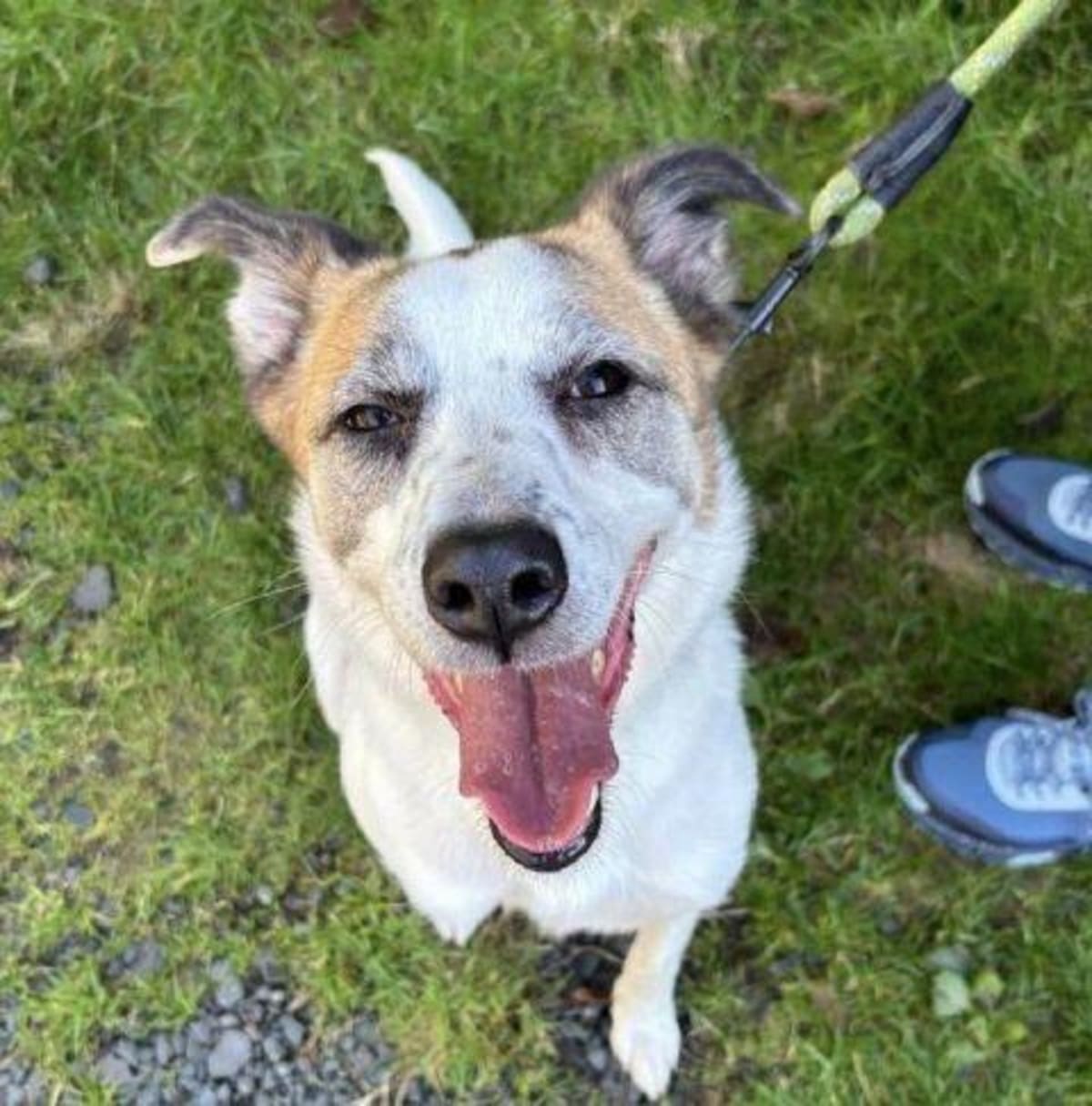Border collie mix smiling during walk with Clatsop Animal Assistance volunteer on outdoor trail