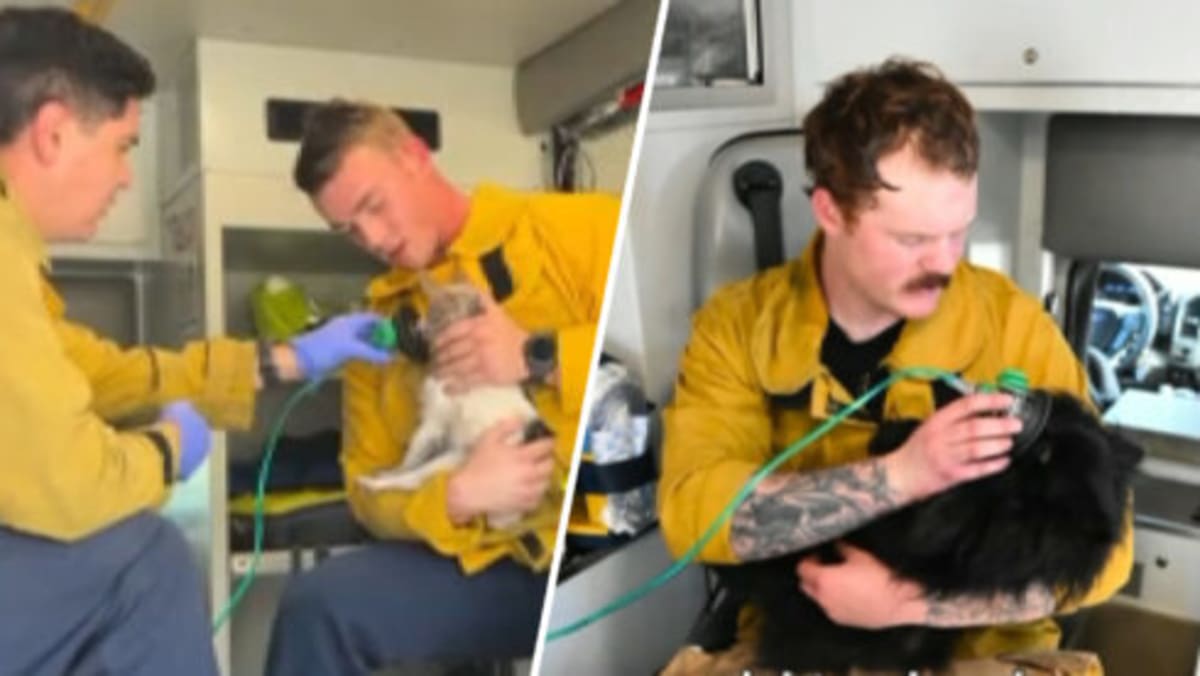 Firefighters administering oxygen to small rescued dogs using specialized pet masks after house fire