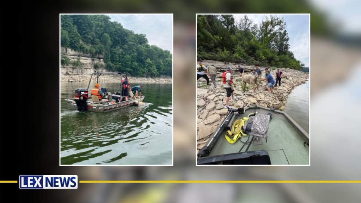 Kentucky Firefighters Save Cow Stranded in Lake