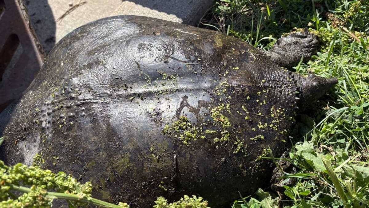 Firefighter in uniform rescuing turtle from storm drain while children watch nearby