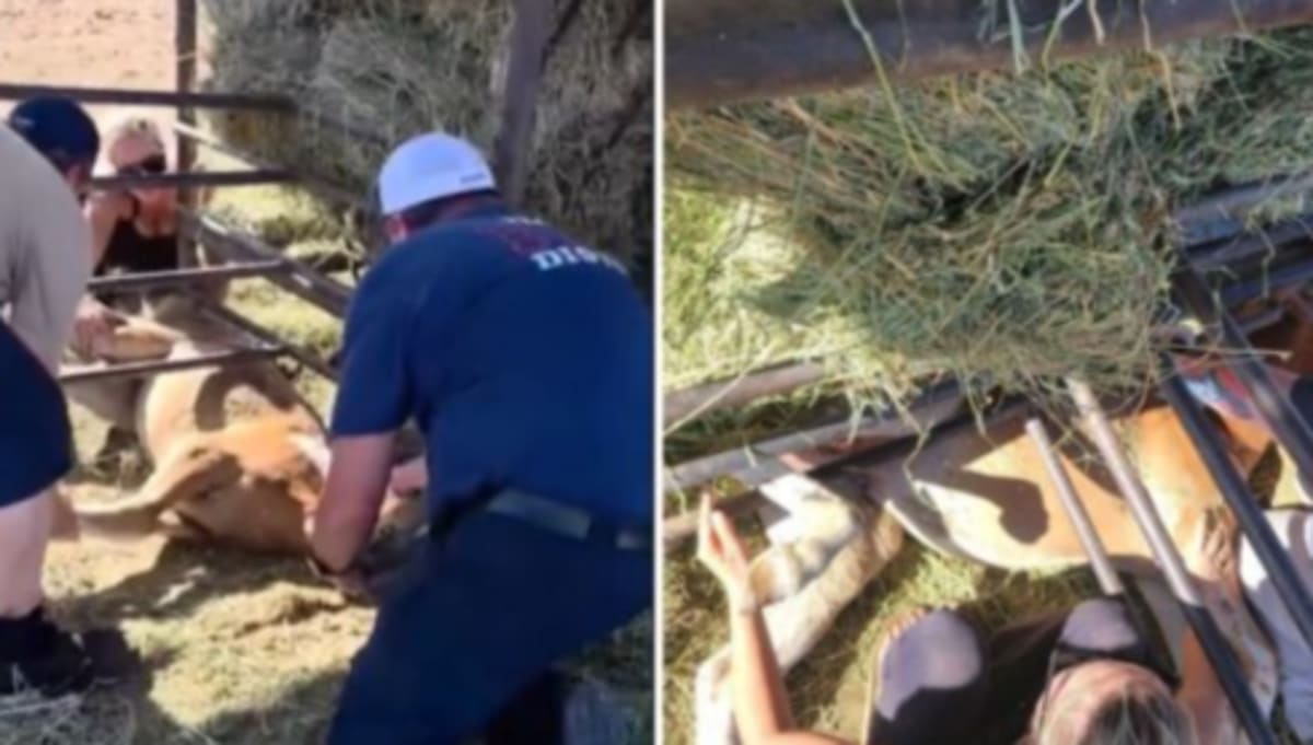 Firefighters in Arizona working together to rescue a young horse trapped under fence