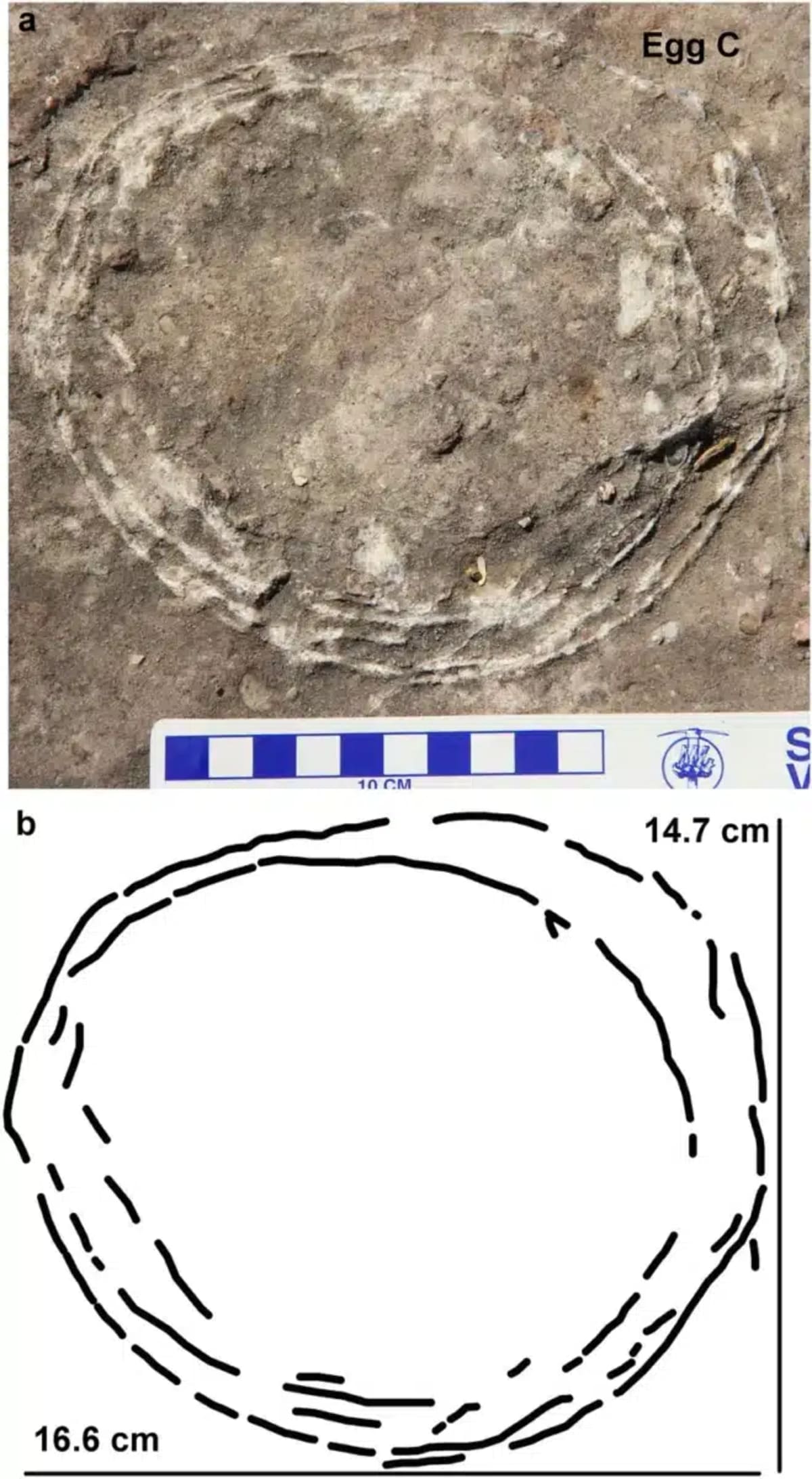 68-Million-Year-Old Dinosaur Egg Found Inside Another Egg - Image 5