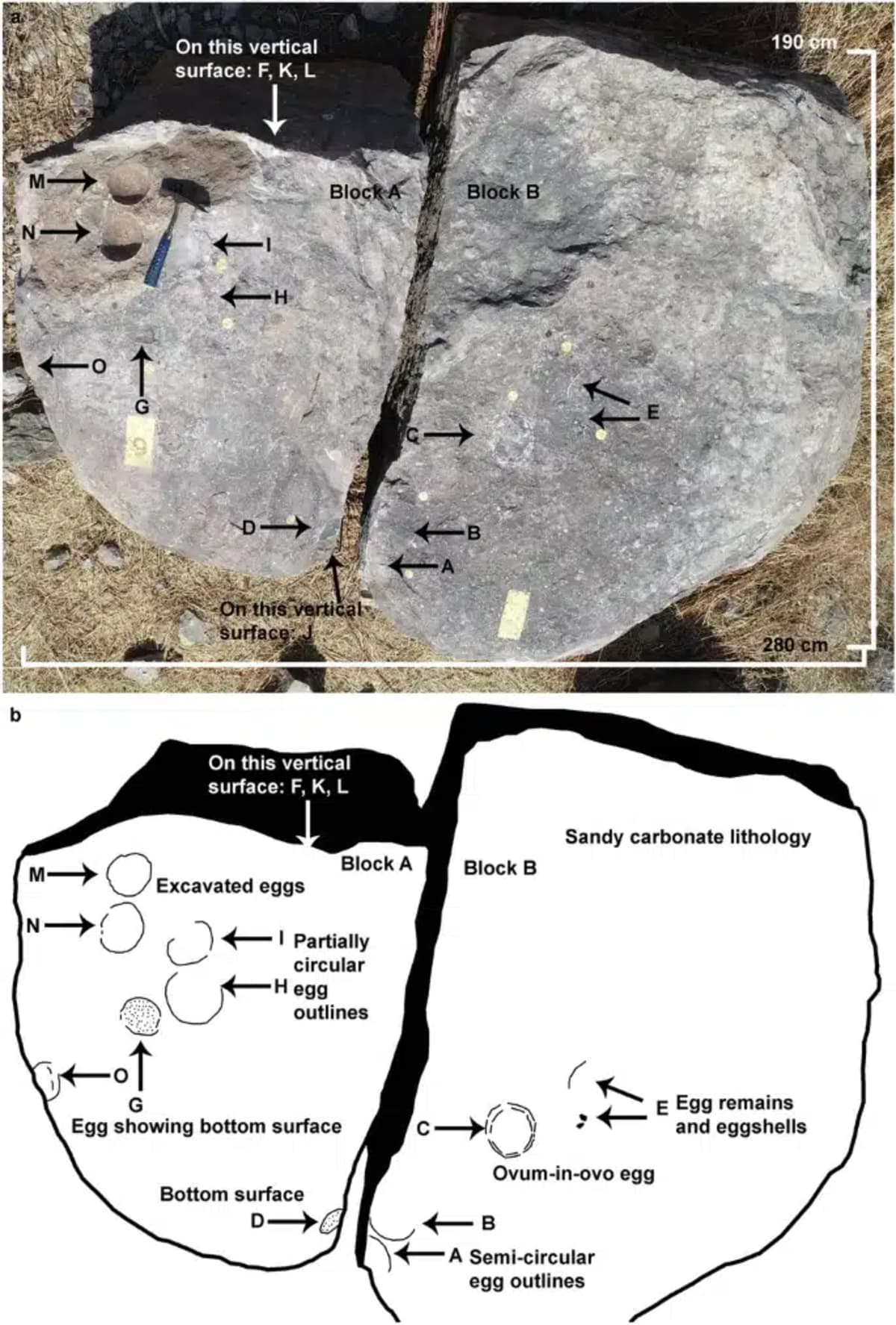 68-Million-Year-Old Dinosaur Egg Found Inside Another Egg - Image 4