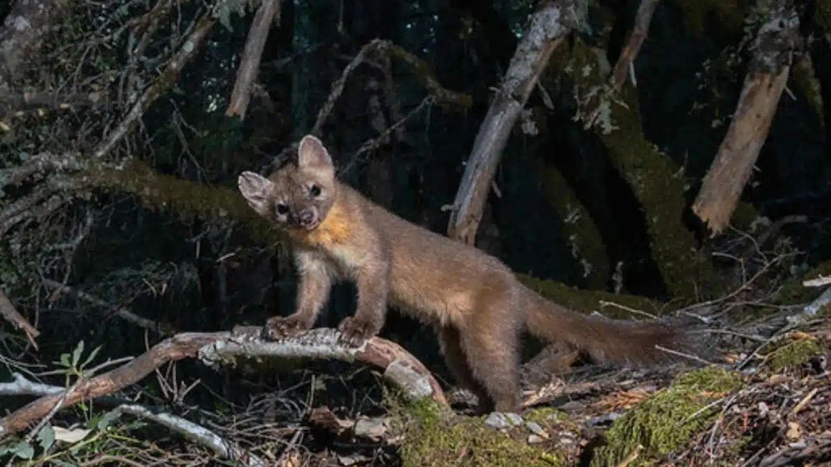 Coastal Martens Return: Once-Extinct Species Alive in CA - Image 4