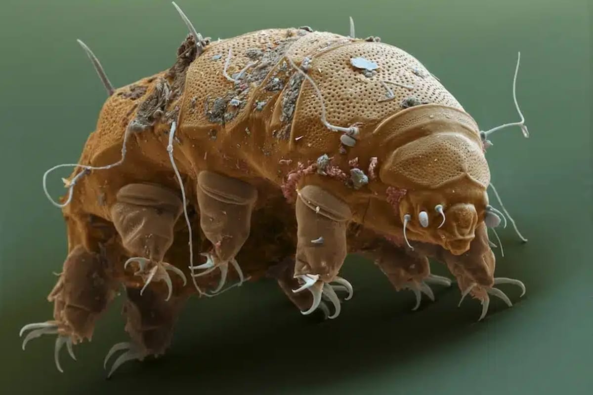 Tardigrades Could Survive Nearly Any Cosmic Disaster - Image 4