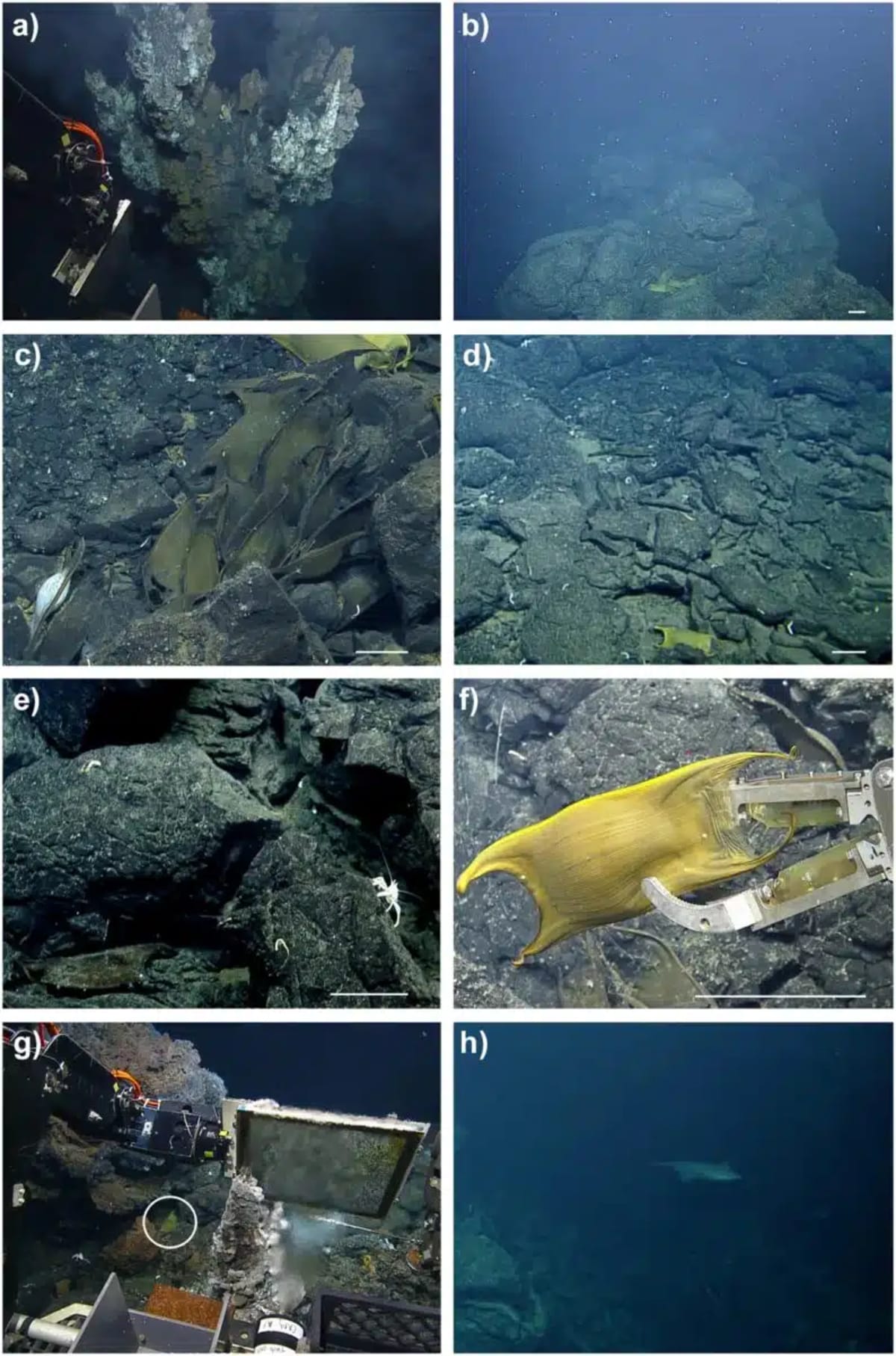 Million Skate Eggs Found on Active Underwater Volcano - Image 4