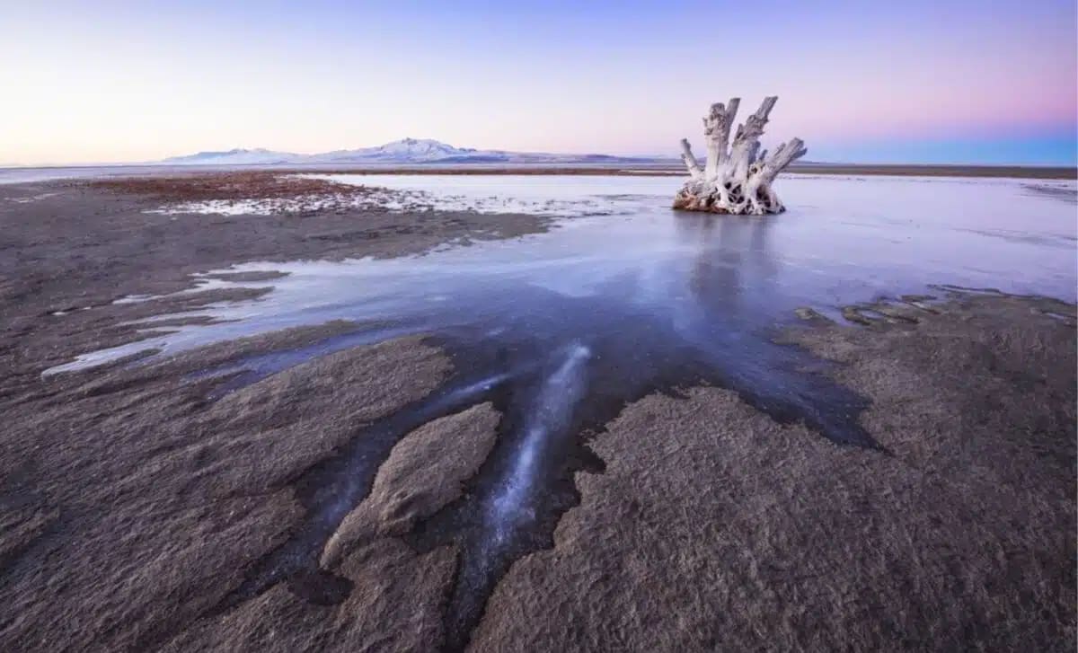 Utah Scientists Find New Worms in Great Salt Lake - Image 2