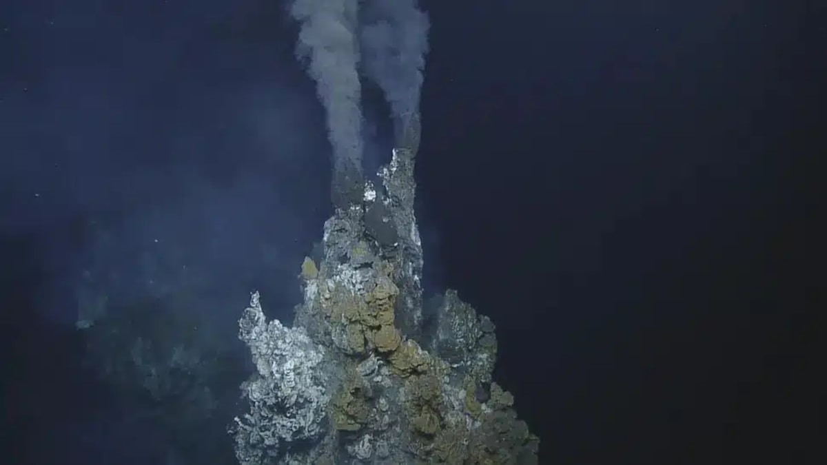 Million Skate Eggs Found on Active Underwater Volcano - Image 3