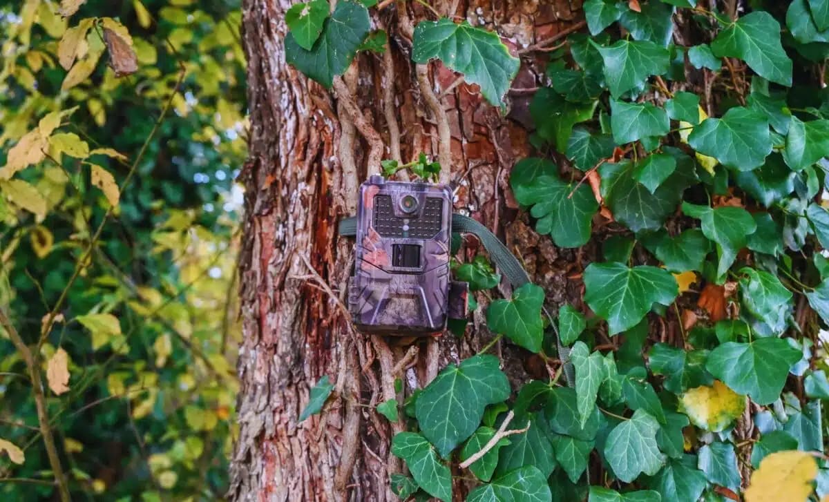 Coastal Martens Return: Once-Extinct Species Alive in CA - Image 2