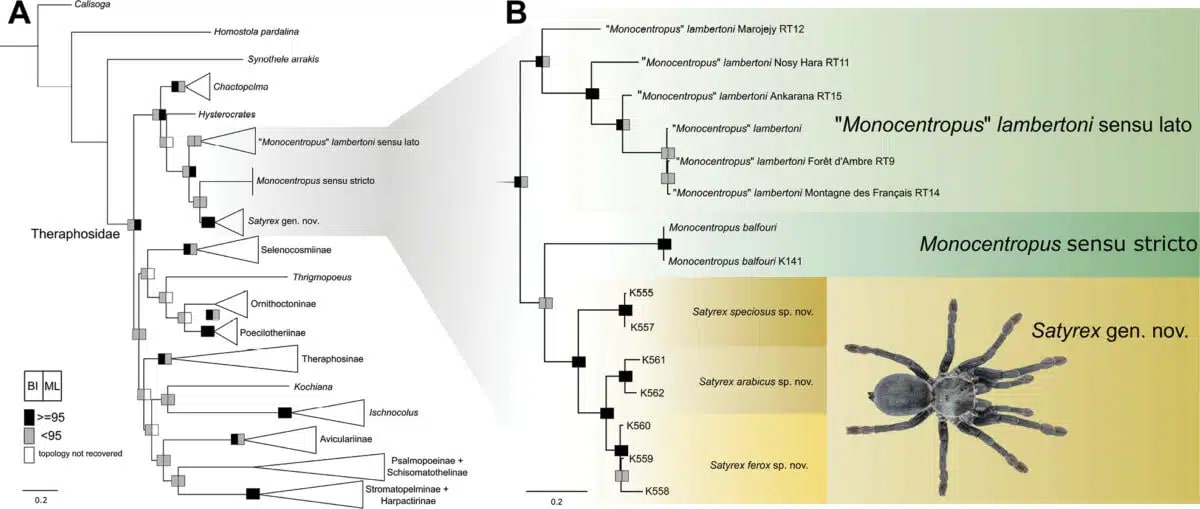 Scientists Find Hissing Tarantula With Record-Breaking Palps - Image 3